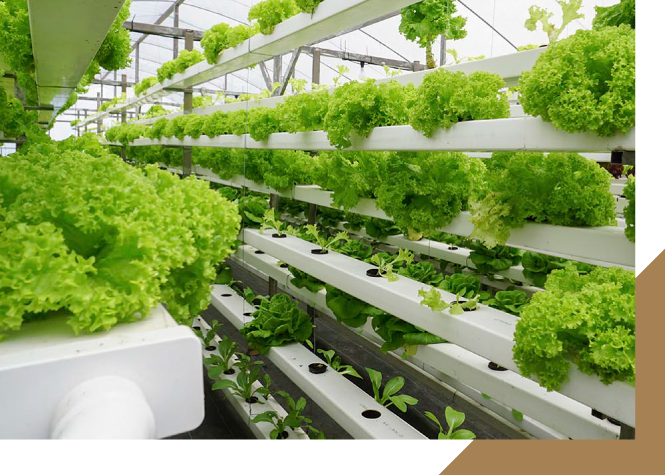 Lettuce growing on shelves in hydroponic greenhouse