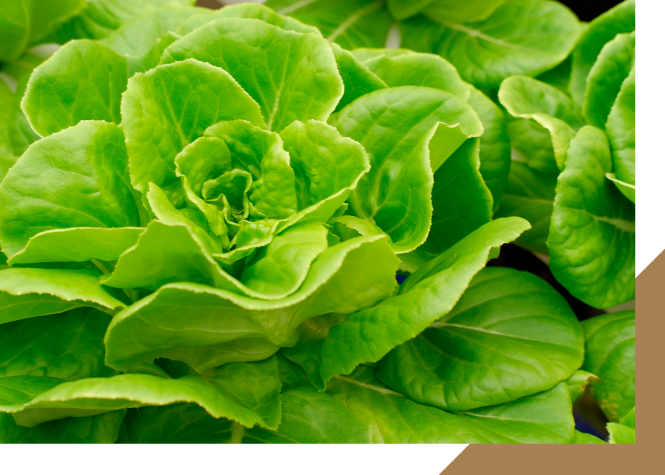 Butterhead Lettuce