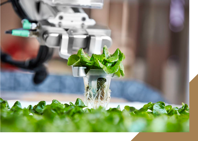 Robot arm lifting growing lettuce in soil block